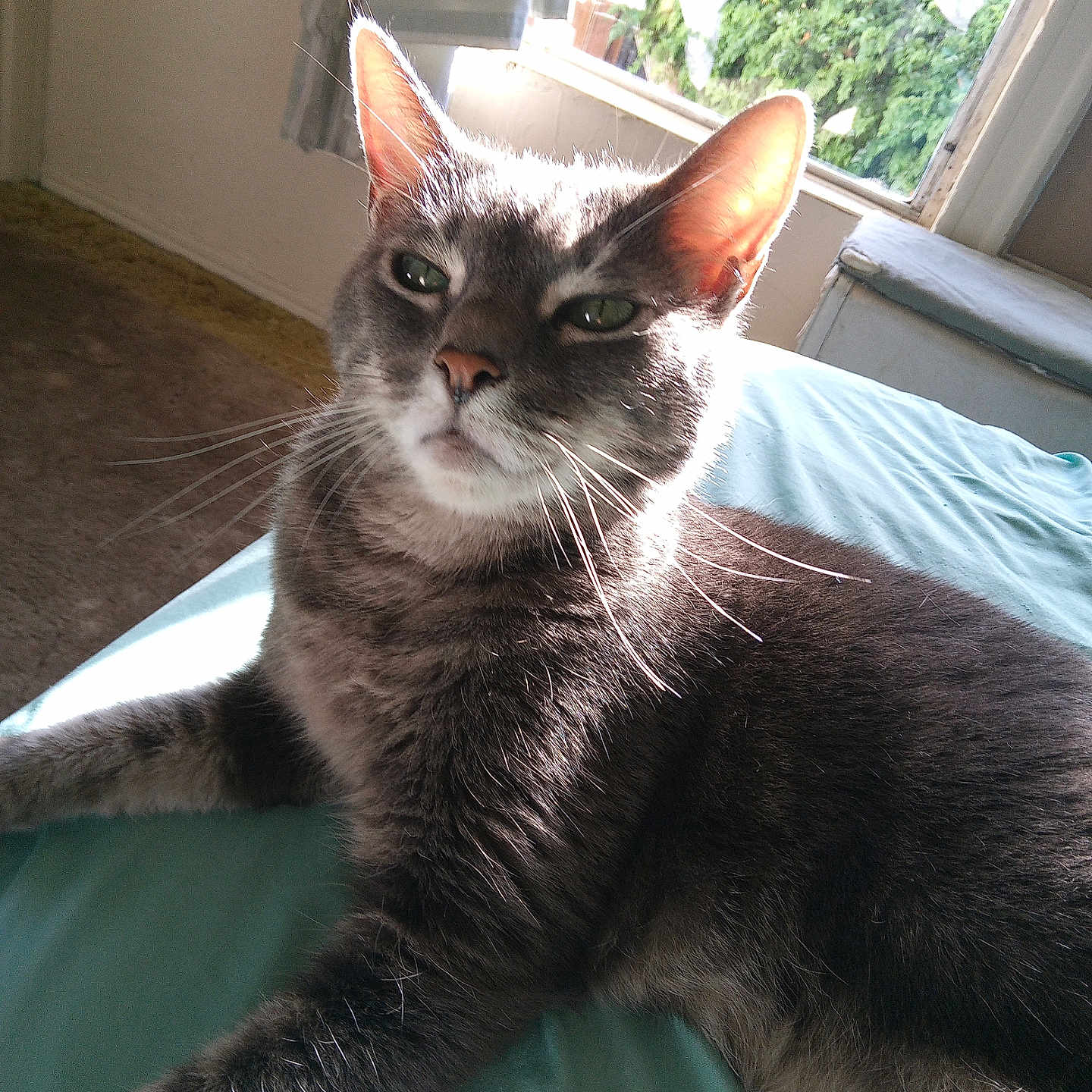 Brisa is registered to the contest to win money with this photo: cat, gray_cat, indoor, sunlight, window, greenery, relaxed, feline, pet, whiskers, ear, bed, teal_bedspread, fur, animal, domestic_cat, resting, closeup, natural_light, home
