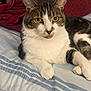 cat, tabby, white_fur, bed, blanket, striped_bedspread, indoor, pet, animal, cute, tongue_out, relaxed, lying_down, whiskers, ears, paws, fur, cozy, resting, domestic_cat