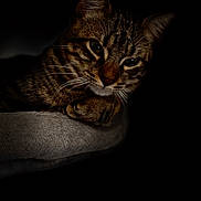 Nibi joined the competition — help win amazing prizes! cat, tabby, feline, pet, animal, portrait, close_up, lying_down, sleeping, relaxed, whiskers, paws, striped_fur, brown_fur, green_eyes, cushion, soft_surface, indoor, dark_background, moody_lighting