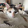 cat, calico_cat, pet, animal, feline, portrait, close_up, face, eyes, ears, whiskers, white_fur, orange_patches, black_patches, fluffy_blanket, cozy, indoors, living_room, television, relaxed