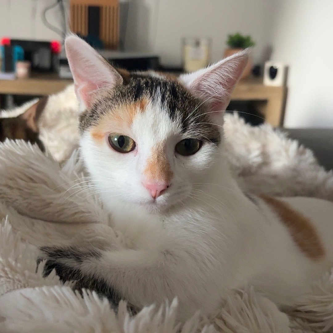 Bella