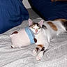 cat, calico_cat, pet, animal, lying_down, bed, bedroom, blanket, pillow, plush_toy, stuffed_animal, cuddly, relaxed, green_eyes, whiskers, ears, paws, white_fur, orange_patches, indoor