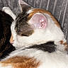 Bella participe au concours pour gagner de l'argent avec cette photo : cat, calico_cat, sleeping, sleepy, animal, pet, furry, whiskers, pink_nose, pink_ear, closed_eyes, curled_up, resting, cozy, blanket, fabric, gray_background, close_up, indoor, relaxed