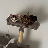 Bella participe au concours pour gagner de l'argent avec cette photo : cats, cat_tree, kitten, tabby_cat, calico_cat, pet, animal, feline, indoors, portrait, two_cats, sitting, lying_down, playful, scratching_post, furry, whiskers, ears, toy, home