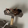 cats, cat_tree, kitten, tabby_cat, calico_cat, pet, animal, feline, indoors, portrait, two_cats, sitting, lying_down, playful, scratching_post, furry, whiskers, ears, toy, home