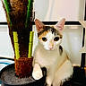 cat, calico_cat, pet, animal, portrait, sitting, indoor, houseplant, potted_plant, planter, green_leaves, white_fur, orange_fur, black_fur, yellow_eyes, pointed_ears, whiskers, paw, home, close_up