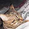 cat, tabby_cat, pet, animal, sleeping, sleepy, closeup, portrait, whiskers, ears, fur, striped_fur, brown, face, nose, closed_eyes, bed, bedding, cozy, indoors