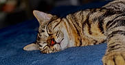 Nibi participe au concours pour gagner de l'argent avec cette photo : cat, tabby_cat, sleeping, sleepy, pet, feline, striped_fur, orange_fur, brown_fur, blue_blanket, indoors, cozy, relaxed, resting, stretched_paw, closed_eyes, whiskers, animal_portrait, soft_lighting, close_up