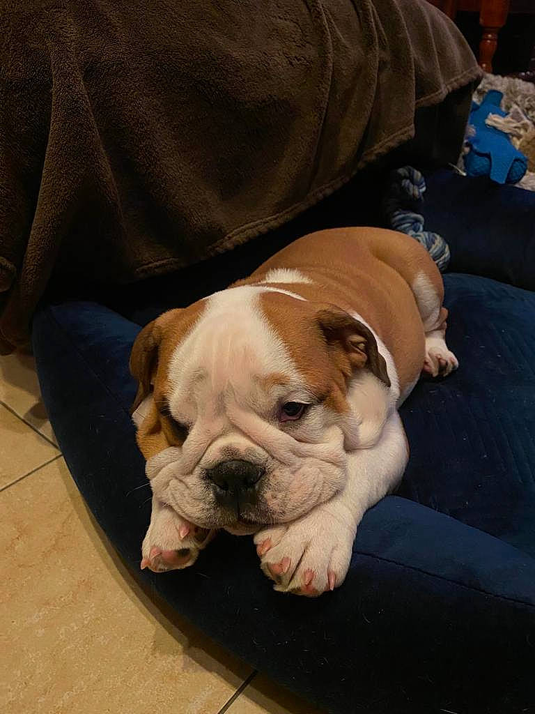 Sherlock a rejoint le concours — aidez-le/la à gagner de superbes lots ! bulldog, canidae, carnivore, comfort, companion_dog, dog, dog_breed, dog_collar, ear, fawn, flooring, molosser, non_sporting_group, snout, sporting_group, terrestrial_animal, toy_dog, white_english_bulldog, working_animal, wrinkle