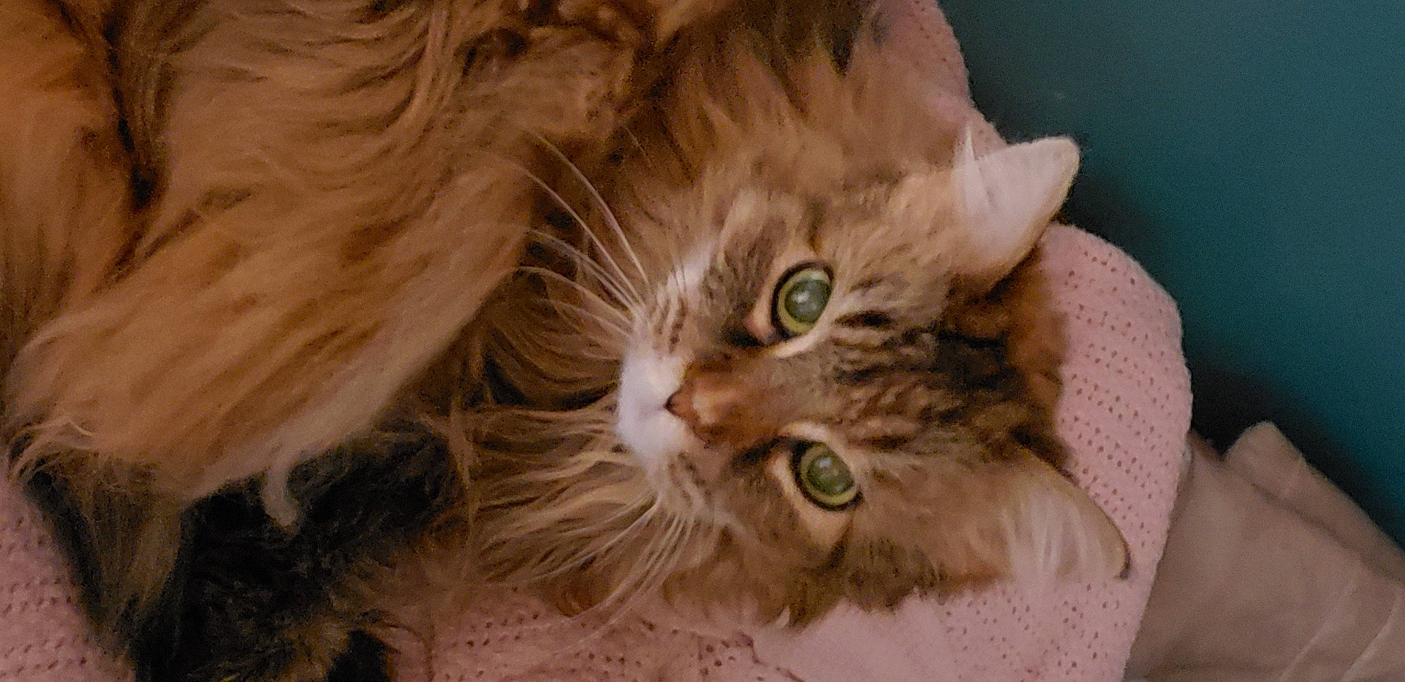 Calli joined the competition — help win amazing prizes! american_curl, british_semi_longhair, carnivore, cat, domestic_long_haired_cat, european_shorthair, eye, felidae, fur, maine_coon, mammal, norwegian_forest_cat, pixie_bob, ragamuffin, siberian, small_to_medium_sized_cats, snout, tabby_cat, vertebrate, whiskers