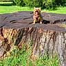 animal, bandana, canine, daytime, dog, fur, grass, greenery, happy, mammal, nature, outdoor, park, pet, playful, small_dog, summer, sunlight, tongue_out, tree_stump