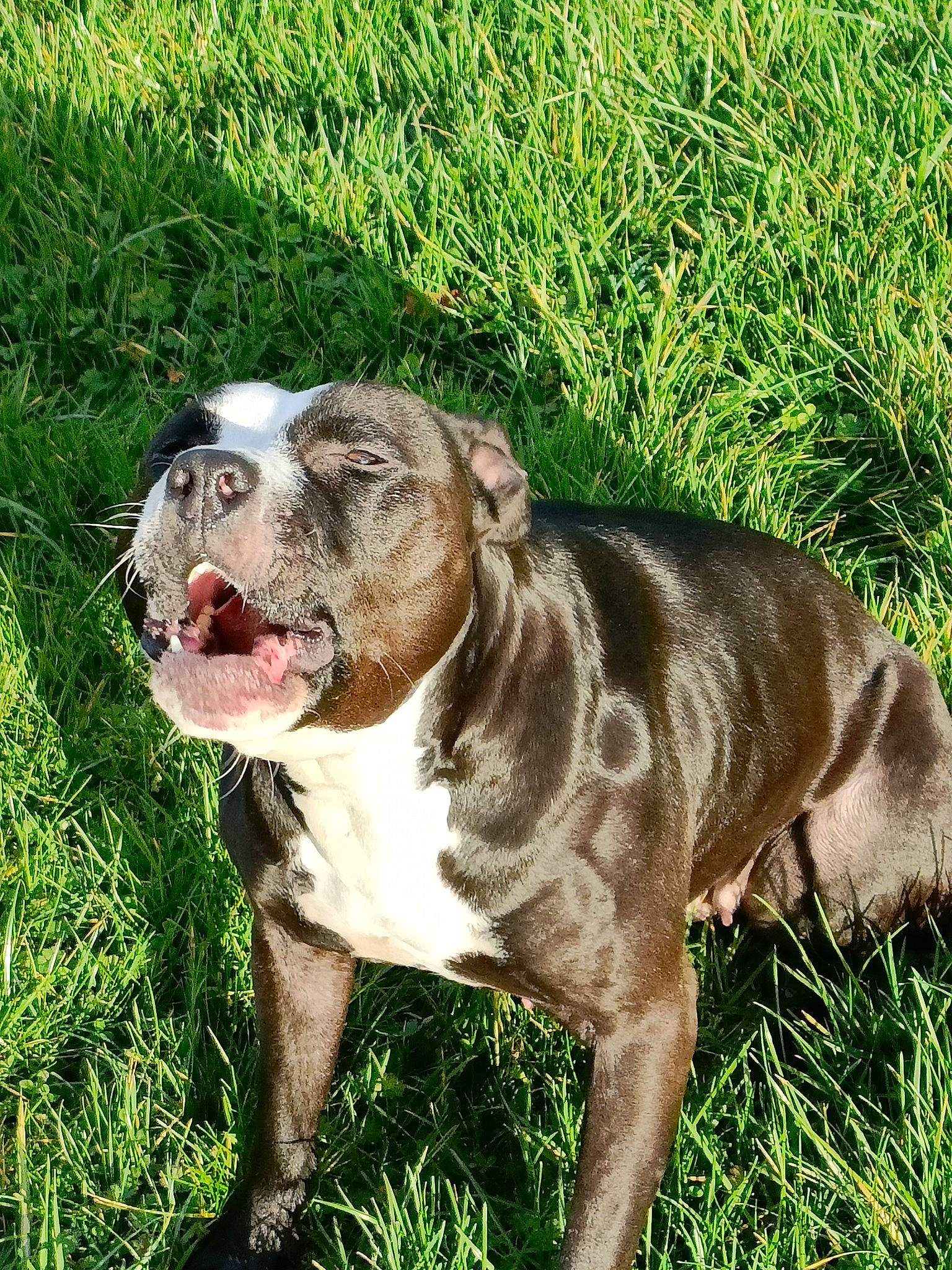 Carat participe au concours pour gagner de l'argent avec cette photo : ancient_dog_breeds, carnivore, companion_dog, dog, dog_breed, dog_collar, grass, hunting_dog, liver, molosser, non_sporting_group, plant, sporting_group, terrestrial_animal, whiskers, working_animal, working_dog, wrinkle