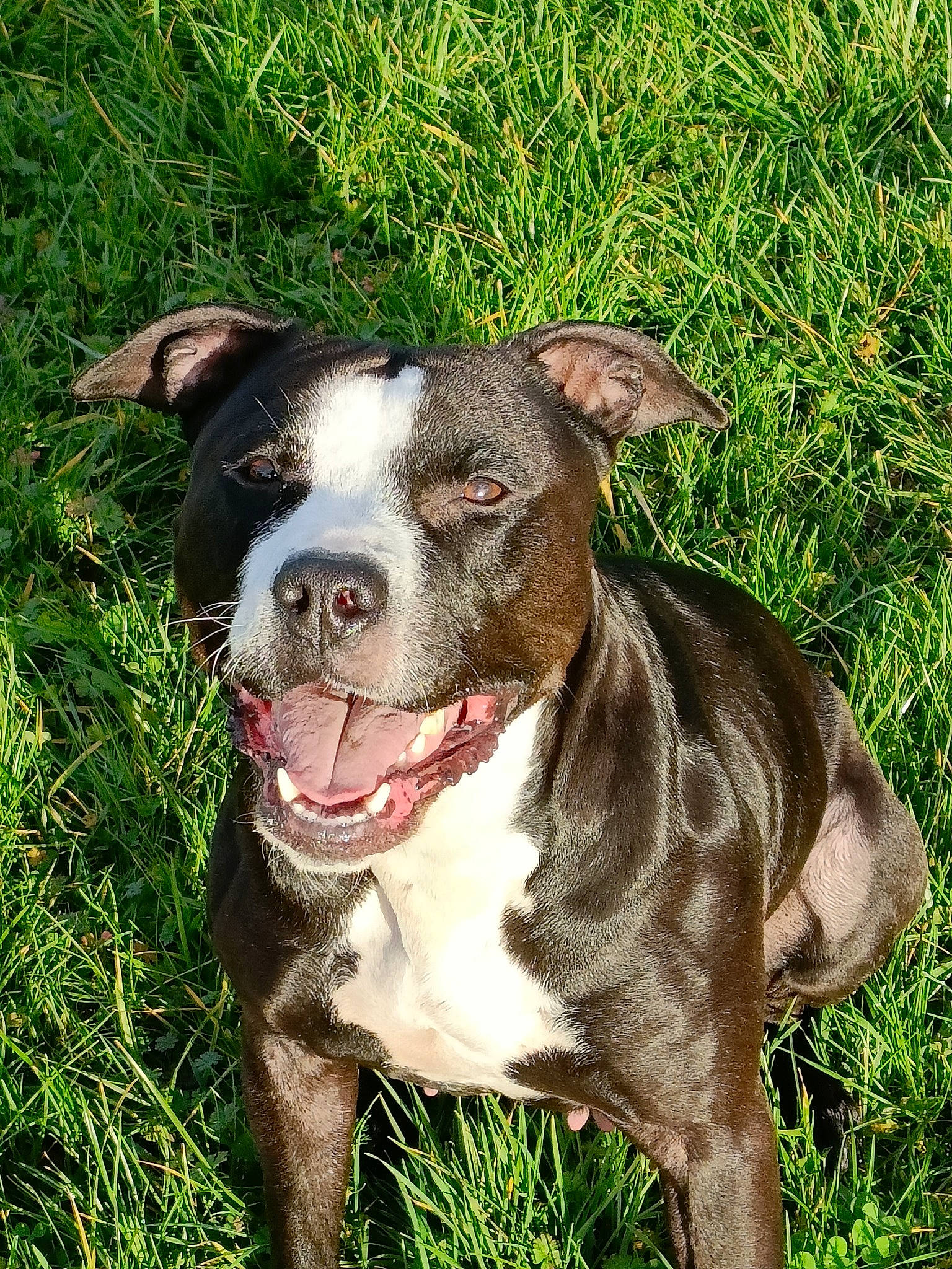 Carat a rejoint le concours — aidez-le/la à gagner de superbes lots ! canidae, carnivore, collar, companion_dog, dog, dog_breed, dog_collar, fawn, grass, hunting_dog, liver, non_sporting_group, plant, sporting_group, terrestrial_animal, whiskers, working_animal, working_dog