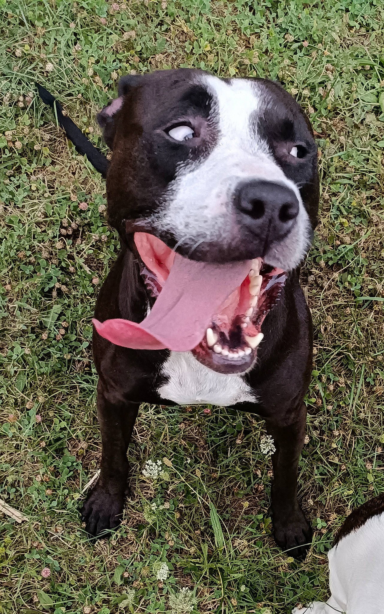 Carat a rejoint le concours — aidez-le/la à gagner de superbes lots ! borador, canidae, carnivore, collar, companion_dog, dog, dog_breed, dog_collar, fawn, fur, grass, guard_dog, molosser, plant, snout, sporting_group, terrestrial_animal, whiskers, working_animal, working_dog