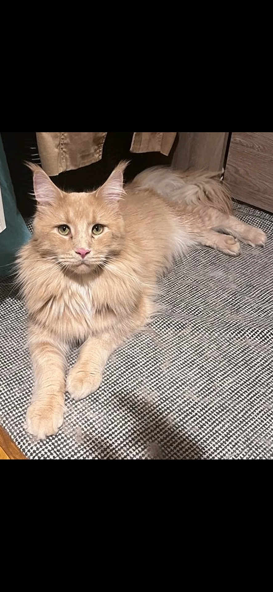 Tresor a rejoint le concours — aidez-le/la à gagner de superbes lots ! cat, ginger_cat, fluffy, pet, indoor, rug, furniture, curtain, relaxed, lying_down, animal, whiskers, ears, tail, home, cozy, domestic, portrait, cute, feline