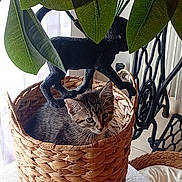 Gaïa participe au concours pour gagner de l'argent avec cette photo : animal, basket, black_cat, cat, cozy, curious, cute, decor, furniture, home, indoor, kitten, leaves, pet, plant, small, statue, table, wicker, woven