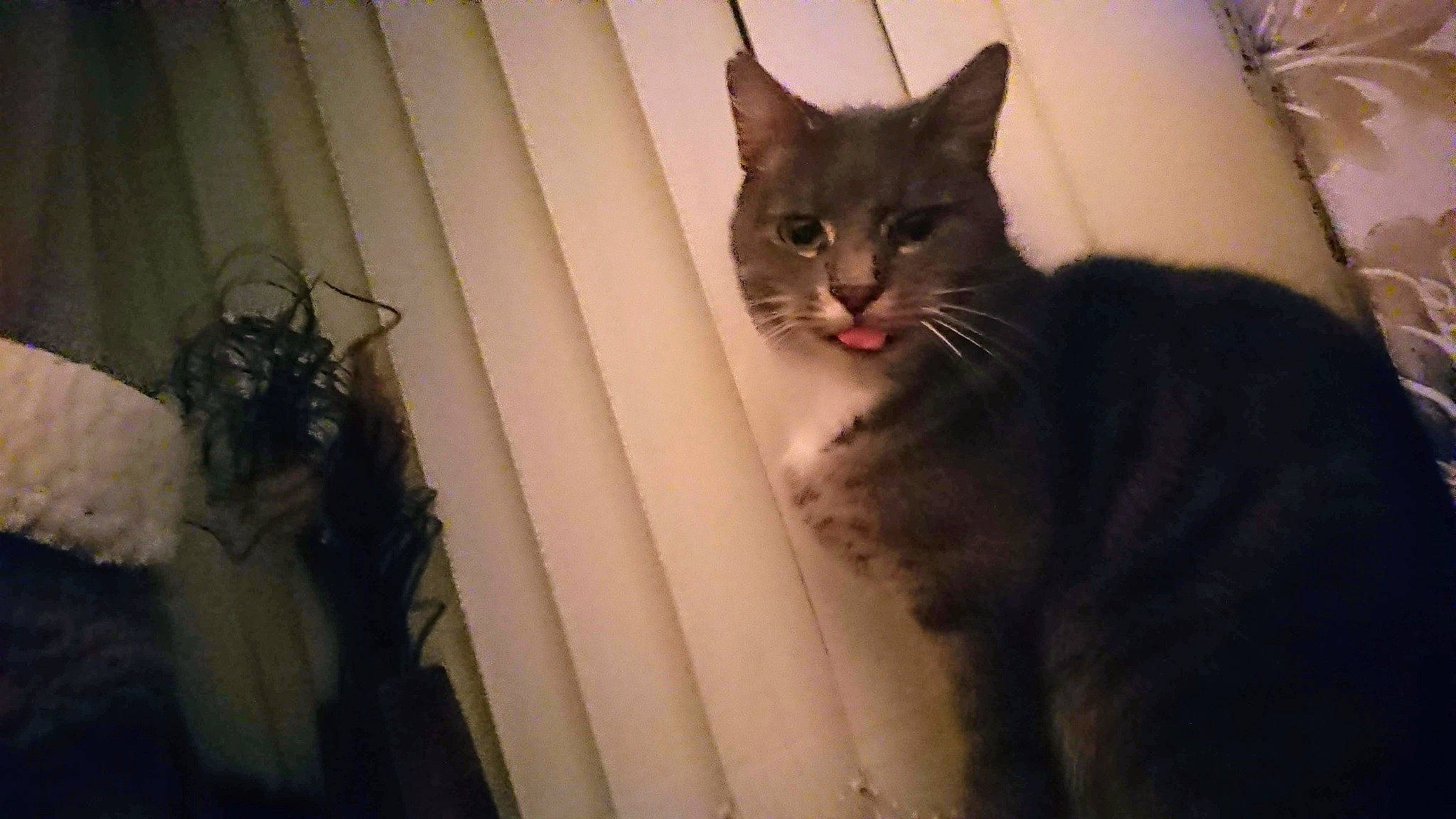 Storm joined the competition — help win amazing prizes! box, cat, cat_supply, domestic_short_haired_cat, door, felidae, fur, room, small_to_medium_sized_cats, snout, tail, tints_and_shades, tree, whiskers, window, wood