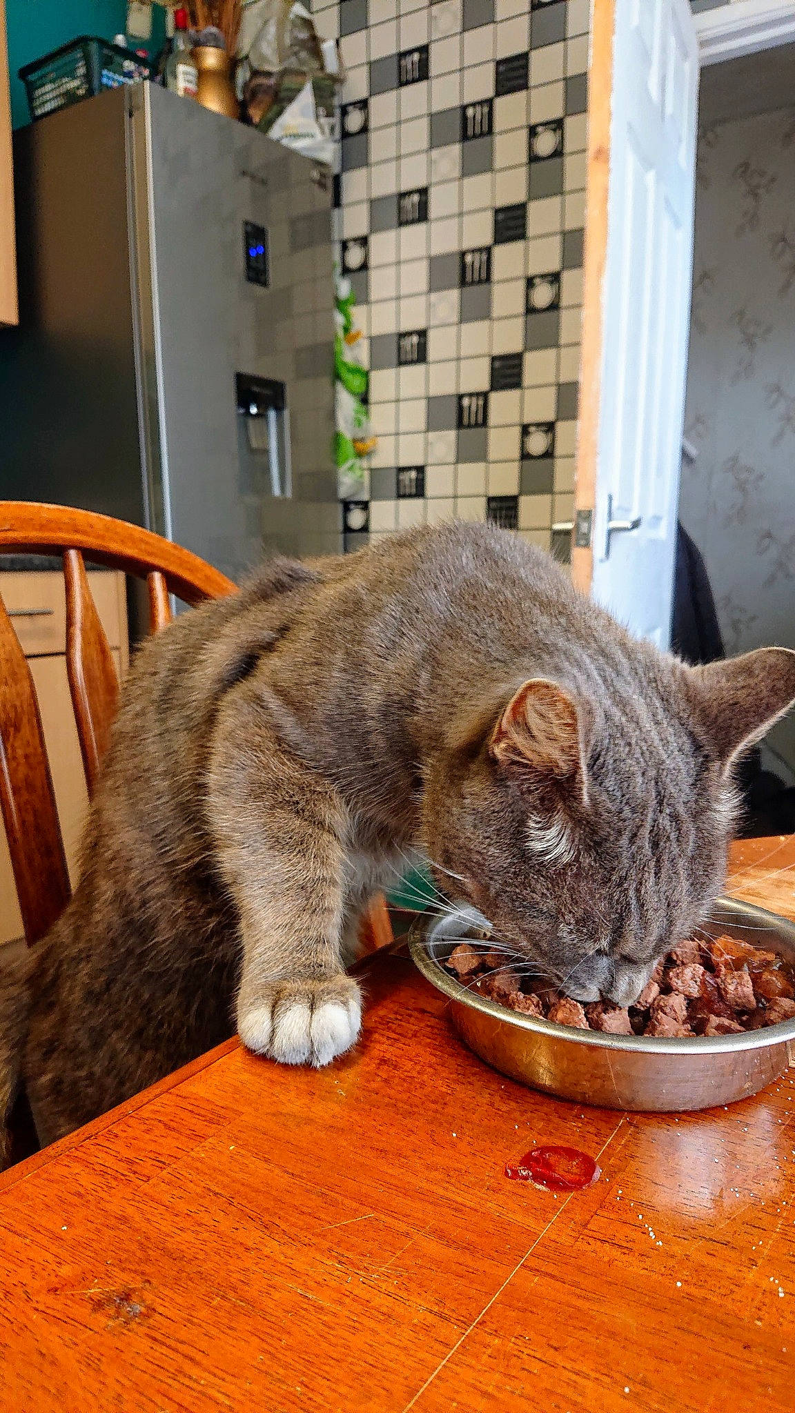 Storm is registered to the contest to win money with this photo: animal_feed, carnivore, cat, cat_food, cat_supply, chair, comfort, domestic_short_haired_cat, fawn, felidae, fur, plate, small_to_medium_sized_cats, snout, table, tableware, tail, whiskers, window, wood