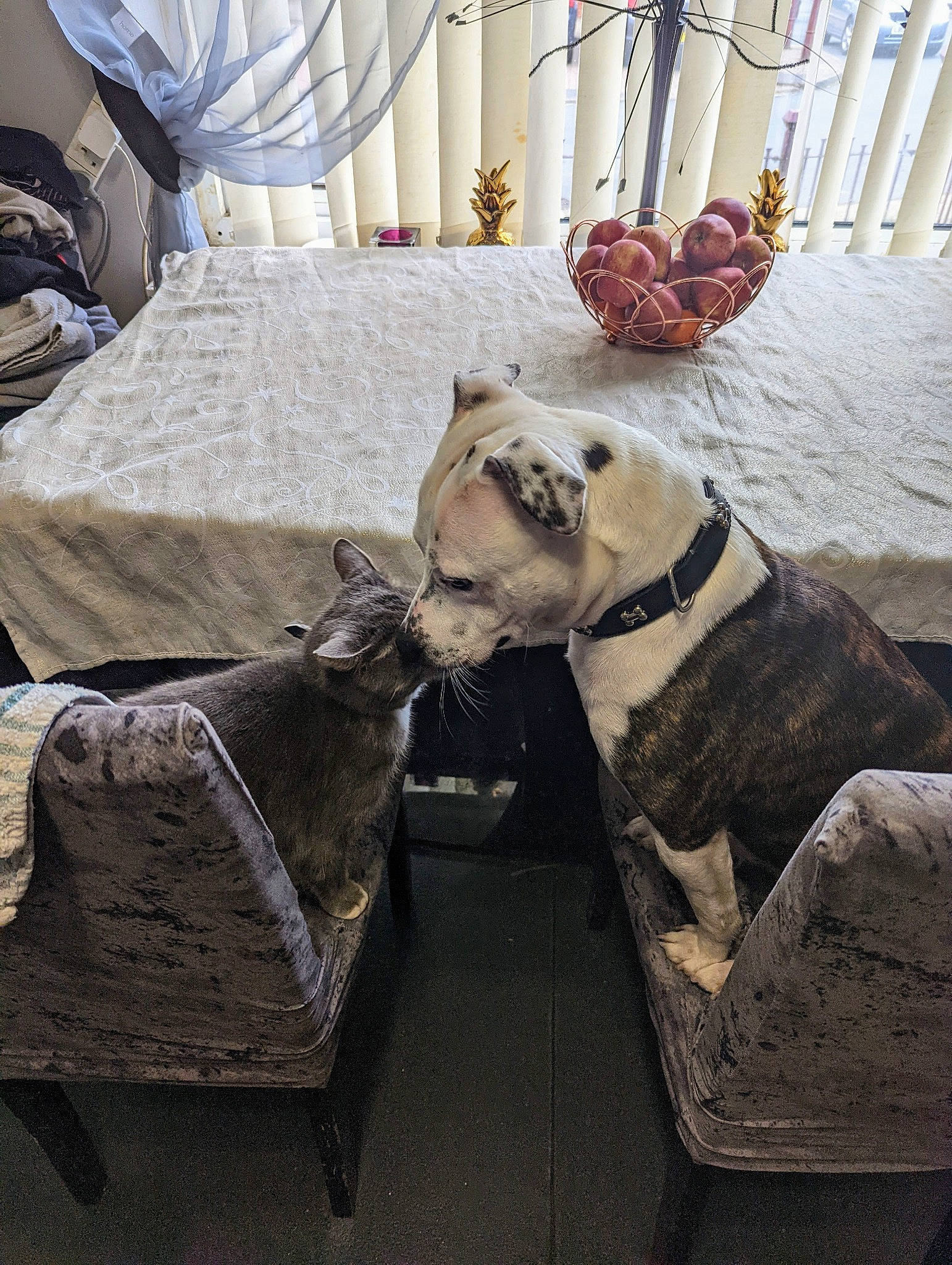 Storm is registered to the contest to win money with this photo: carnivore, chair, comfort, companion_dog, couch, curtain, dog, dog_breed, fawn, felidae, floor, flooring, fur, grey, linens, living_room, table, textile, wood, working_animal