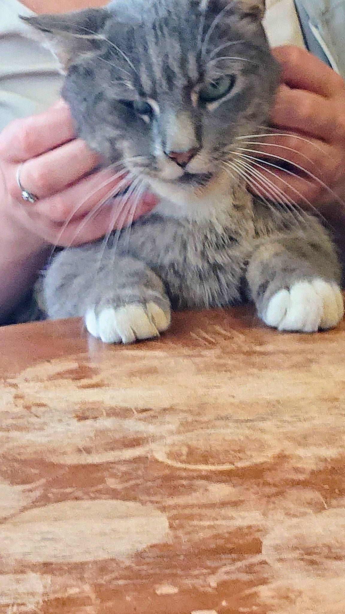 Storm is registered to the contest to win money with this photo: carnivore, cat, claw, domestic_short_haired_cat, felidae, finger, flooring, foot, fur, gesture, hand, hardwood, nail, paw, small_to_medium_sized_cats, snout, tail, whiskers, wood, wood_stain