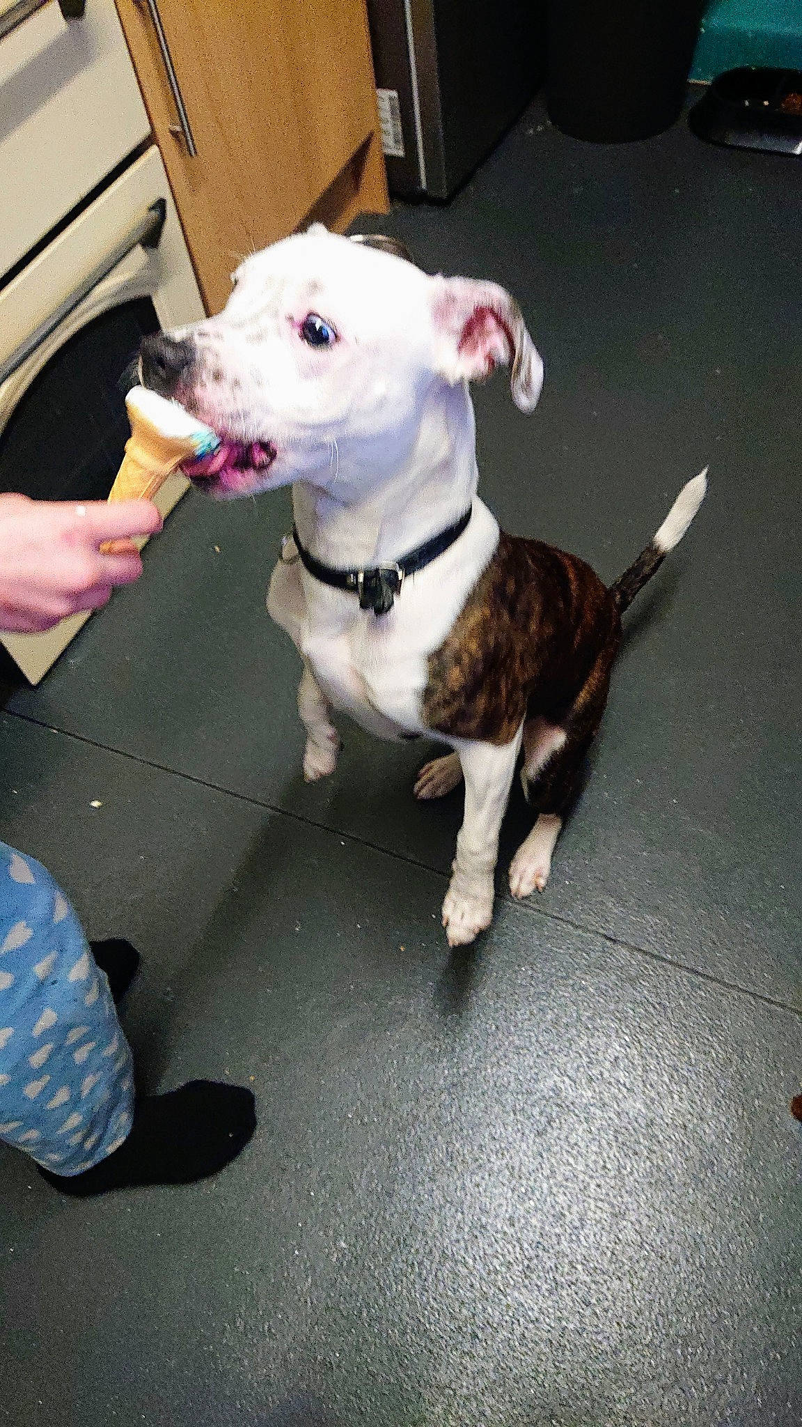 Kenzo joined the competition — help win amazing prizes! canidae, carnivore, collar, companion_dog, dog, dog_breed, dog_clothes, dog_collar, dog_supply, fashion_accessory, fawn, guard_dog, leash, paw, pet_supply, sporting_group, tail, toy_dog, vehicle, working_animal