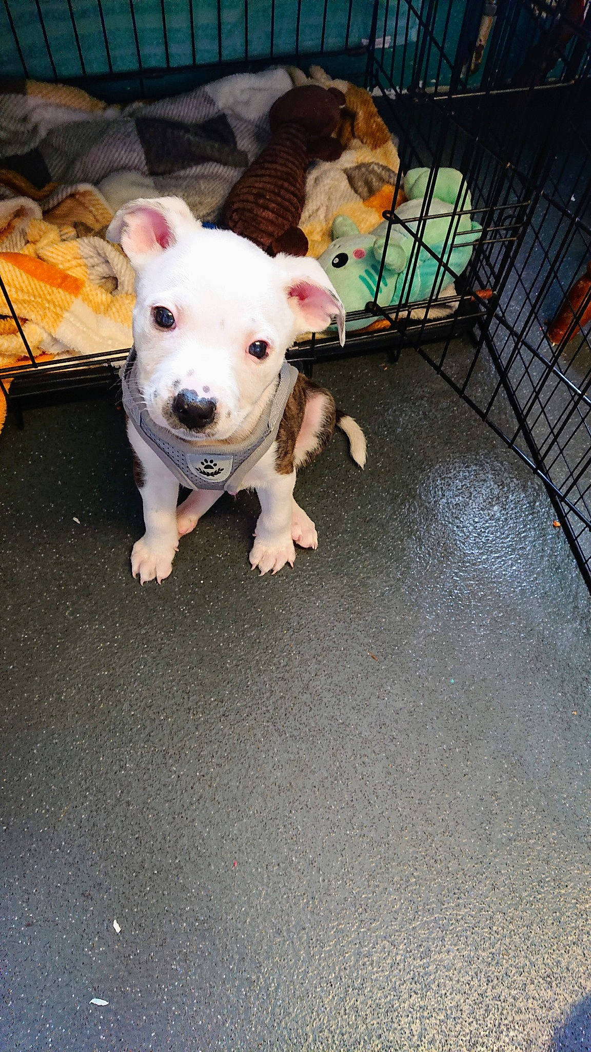 Kenzo joined the competition — help win amazing prizes! carnivore, companion_dog, dog, dog_breed, dog_clothes, dog_supply, fawn, flooring, fur, guard_dog, mammal, mesh, pet_supply, puppy, sporting_group, tail, toy_dog, vertebrate, whiskers, working_animal