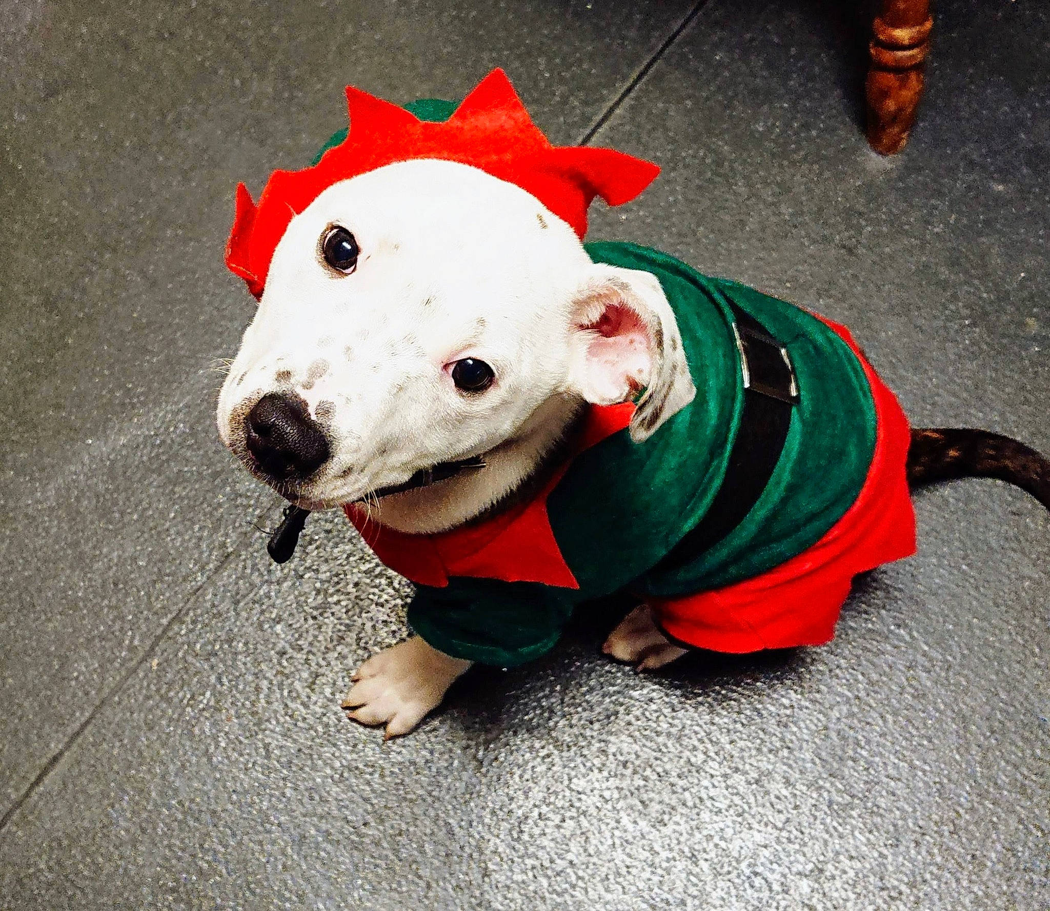 Kenzo is registered to the contest to win money with this photo: canidae, carmine, carnivore, collar, companion_dog, costume_hat, dog, dog_breed, dog_clothes, dog_collar, dog_supply, fashion_accessory, fur, leash, personal_protective_equipment, pet_supply, snout, sporting_group, tail, working_animal