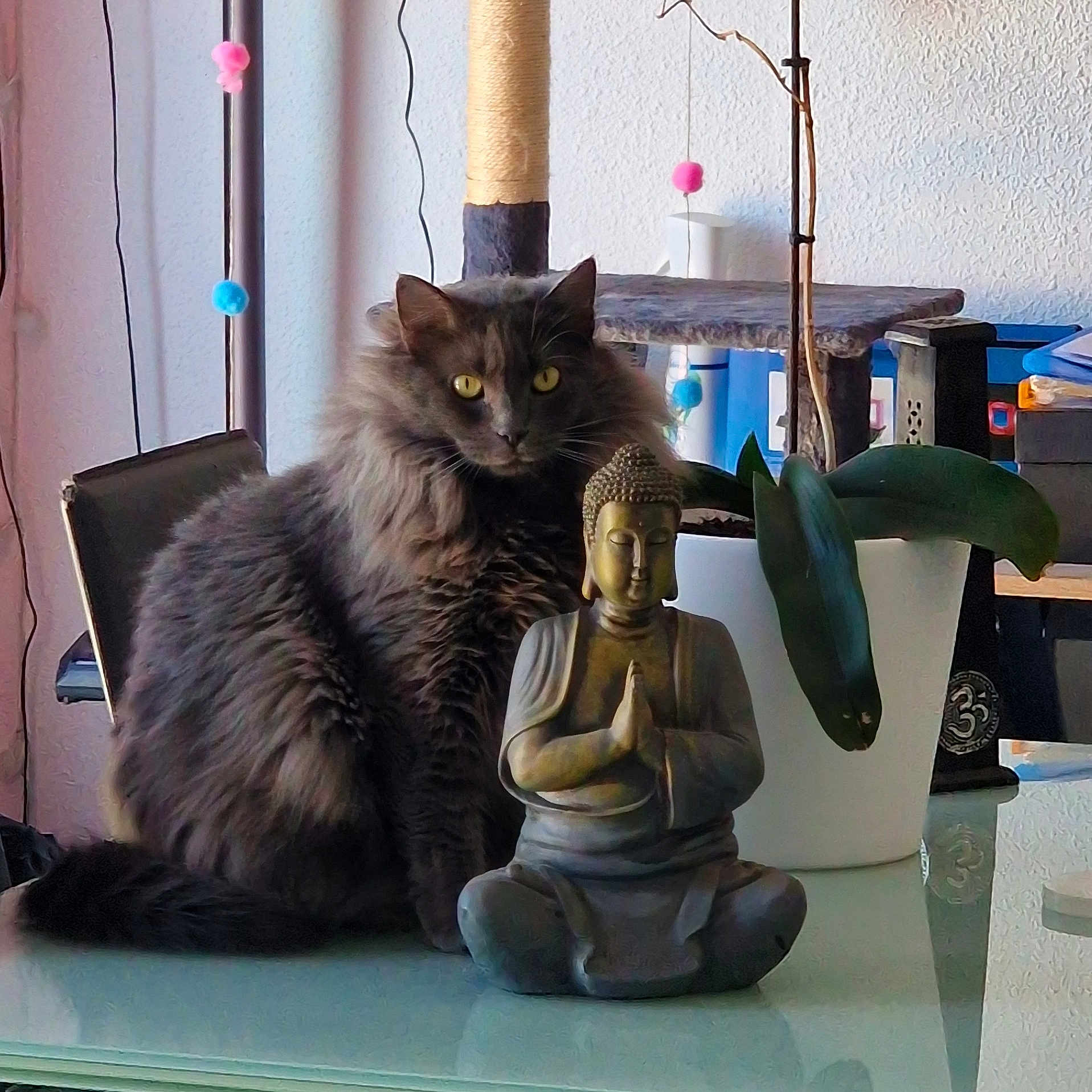 Boubou participe au concours pour gagner de l'argent avec cette photo : altar, animal, cat, computer, desk, electronics, face, furniture, head, indoors, jar, kitten, laptop, pc, person, pet, plant, pottedplant, pottery, table