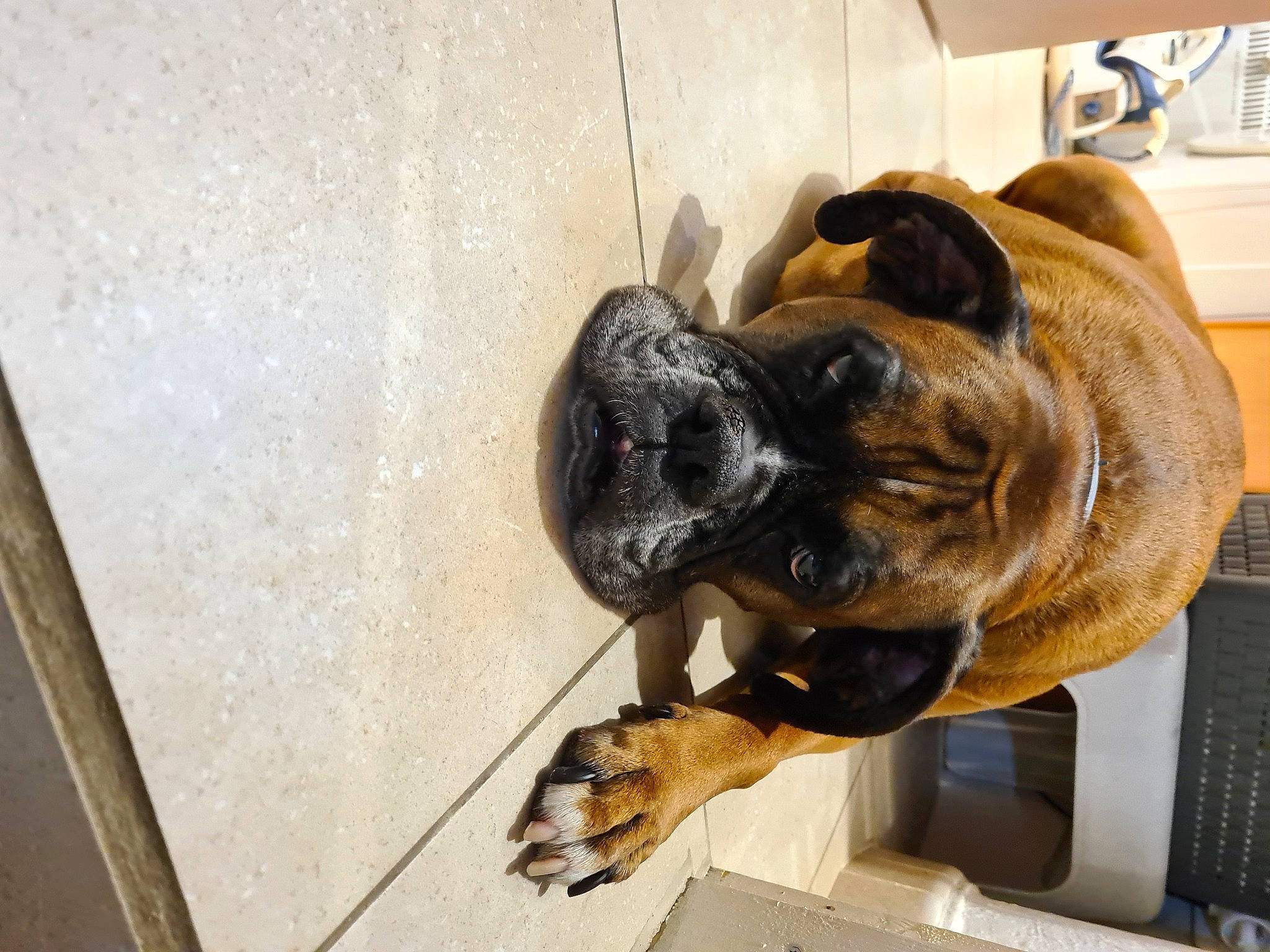 Hyska participe au concours pour gagner de l'argent avec cette photo : canidae, carnivore, collar, companion_dog, dog, dog_breed, dog_collar, fawn, fur, guard_dog, non_sporting_group, pet_supply, snout, sporting_group, terrestrial_animal, whiskers, window, working_animal, working_dog, wrinkle