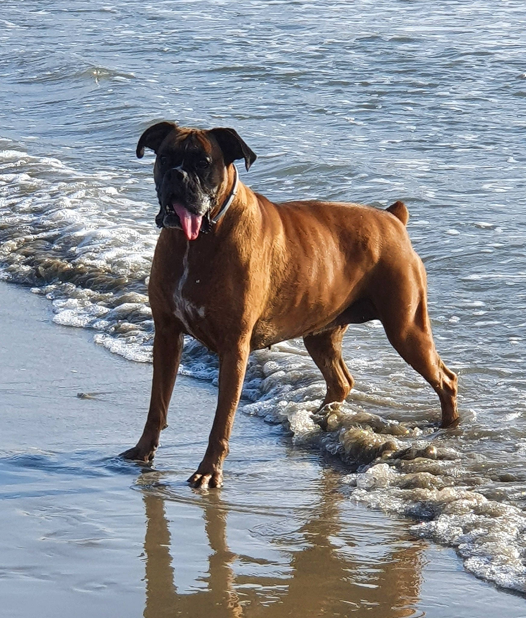 Hyska a rejoint le concours — aidez-le/la à gagner de superbes lots ! beach, canidae, carnivore, collar, companion_dog, dog, dog_breed, dog_collar, fawn, guard_dog, lake, liquid, liver, snout, sporting_group, tail, terrestrial_animal, vertebrate, water, working_animal