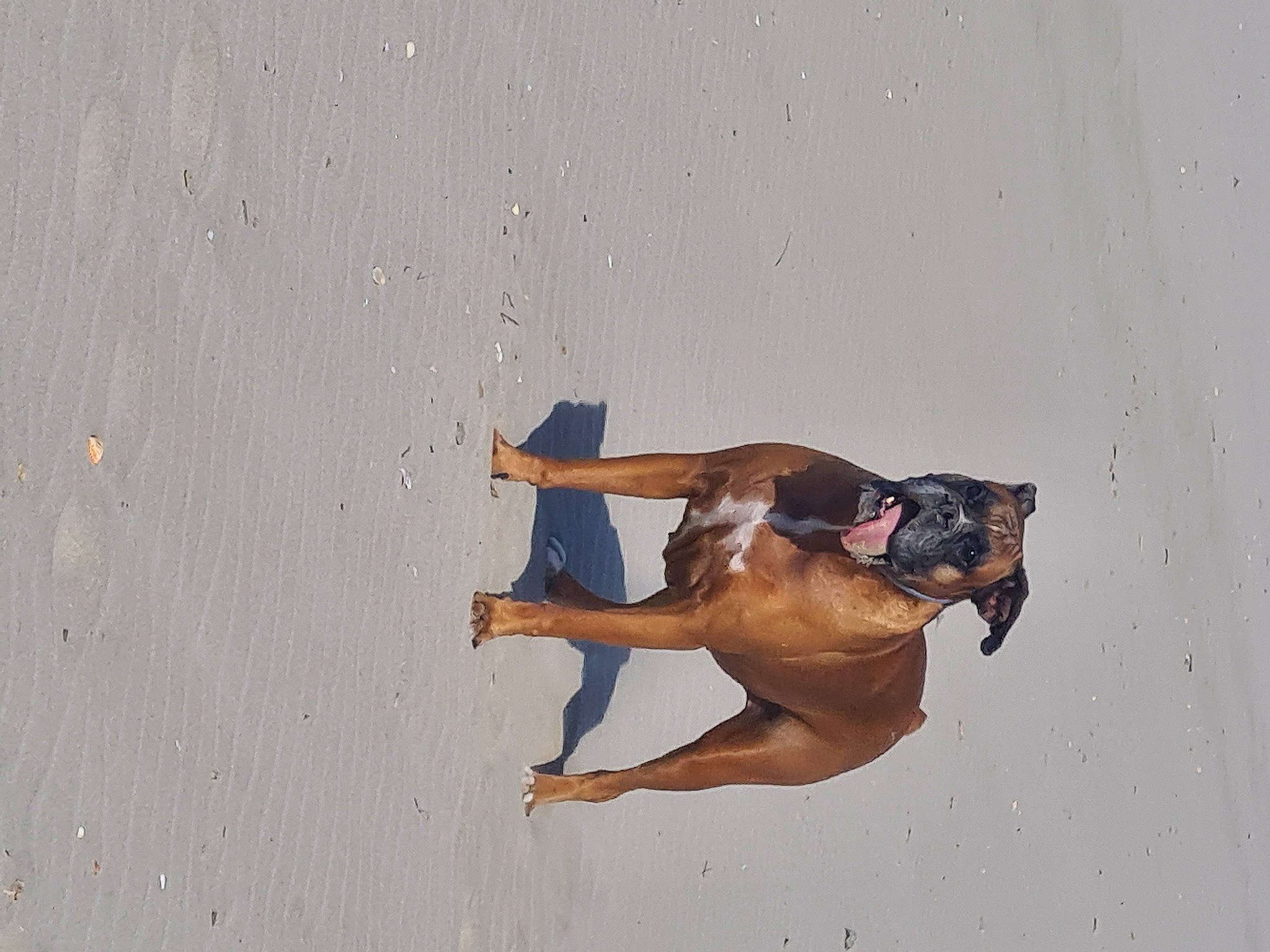 Hyska participe au concours pour gagner de l'argent avec cette photo : art, barechested, canidae, carnivore, dog, elbow, extreme_sport, fawn, fun, human_leg, knee, landscape, recreation, sand, shadow, sporting_group, sun_tanning, tail, thigh, wood
