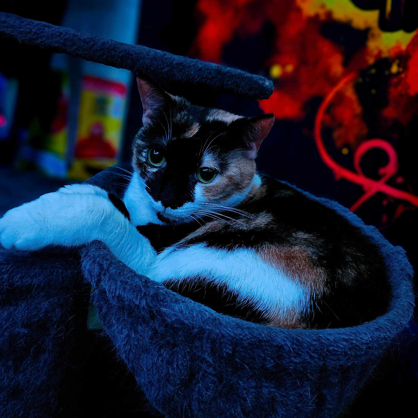 Stella Bean joined the competition — help win amazing prizes! abstract_art, animal, calico, cat, cat_bed, closeup, colorful_background, cozy, cute, domestic_animal, eyes, feline, fur, indoor, pet, portrait, relaxed, resting, soft, whiskers