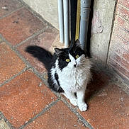 Charly a rejoint le concours — aidez-le/la à gagner de superbes lots ! cat, black_and_white, fluffy, yellow_eyes, sitting, floor, tiles, wall, pipes, curious, pet, animal, whiskers, outdoor, feline, looking_up, fur, domestic, cute, alert