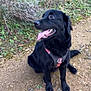 Aqua participe au concours pour gagner de l'argent avec cette photo : dog, black_dog, harness, tongue_out, sitting, trail, dirt_path, grass, vegetation, outdoor, pet, canine, portrait, happy, paws, nose, fur, nature, walk, park