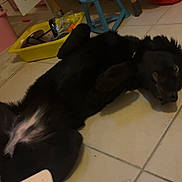 Aqua participe au concours pour gagner de l'argent avec cette photo : dog, black_dog, pet, tiled_floor, indoor, playroom, toy_box, plastic_stool, cabinet, storage_bin, red_bag, slippers, heart_pattern, playing_card, belly_up, relaxed, portrait_orientation, floor, tile_grout, fur