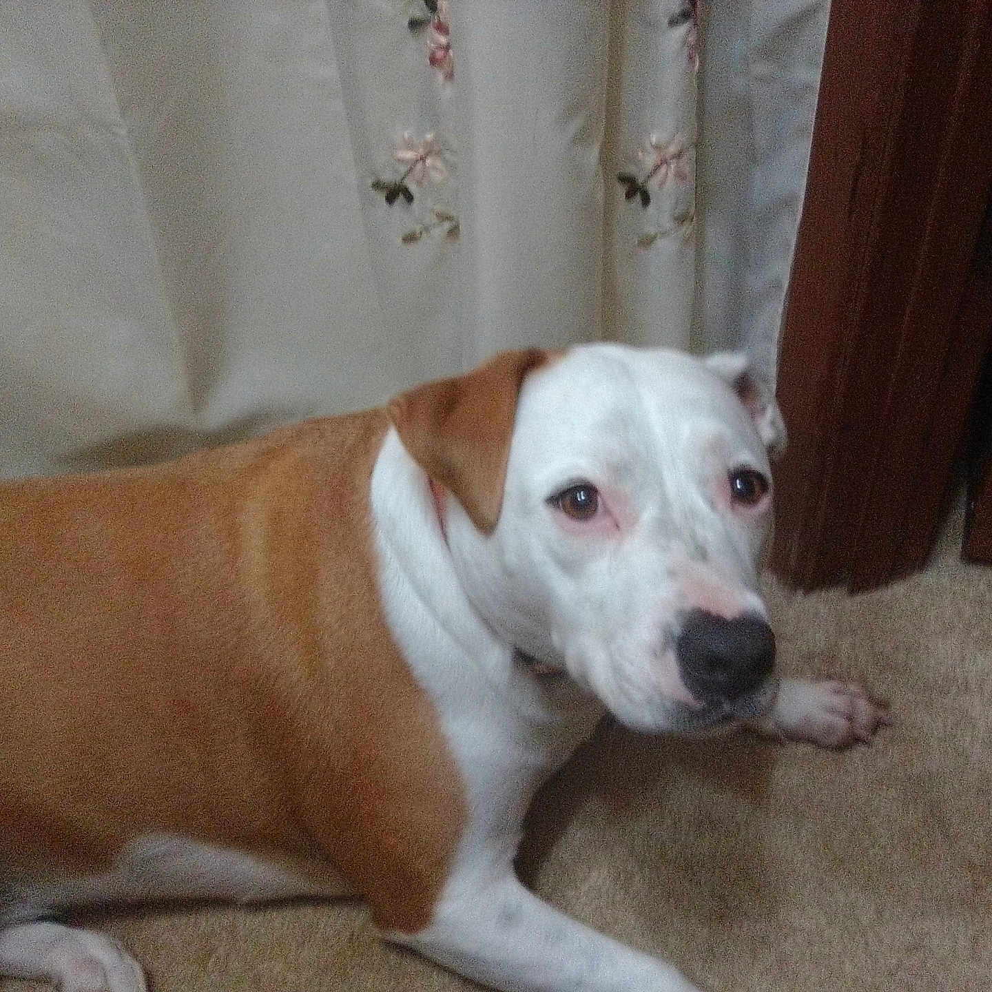 Lilly is registered to the contest to win money with this photo: animal, brown, canine, carpet, curtain, dog, domestic, doorframe, ears, floor, fur, household, indoor, looking, nose, paw, pet, quiet, resting, white