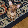 dog, puppy, pet, animal, brown_fur, large_ears, pointed_ears, curious, alert, sitting, collar, leash, portrait, indoors, rug, patterned_rug, wood_floor, home, photography, cute