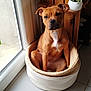 animal, basket, brown_dog, companion, cozy, curious, cute, dog, domestic, floor_tiles, home, indoor, natural_light, pet, plant, portrait, resting, sitting, window, wooden_furniture