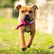 Appy participe au concours pour gagner de l'argent avec cette photo : animal, blurred_background, brown_dog, canine, collar, cute, dog, ears, front_view, grass, nature, outdoor, pet, pink_collar, playful, puppy, snout, sunlight, walking, young_dog