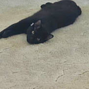 Reaper joined the competition — help win amazing prizes! cat, black_cat, pet, animal, feline, lying_down, upside_down, relaxed, indoor, carpet, floor, dark_fur, shiny_eyes, paws, whiskers, domestic_animal, playful, resting, portrait, blurry