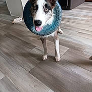 Possum joined the competition — help win amazing prizes! animal, blue, canine, closeup, dog, ears_up, floor_tiles, fur, happy, house, indoor, looking, pet, pet_crate, playful, standing, tire, tongue_out, toy, wooden_floor