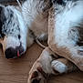 Possum is registered to the contest to win money with this photo: animal, canine, closeup, cozy, cute, dog, fur, fur_pattern, indoor, laying_down, mammal, paws, pet, relaxed, resting, sleeping, snout, tongue_out, whiskers, wooden_floor