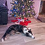 Possum is registered to the contest to win money with this photo: animal, christmas_tree, colorful_lights, couch, cozy, decorations, dog, dog_bed, festive, floor, furniture, holiday, indoor, lights, living_room, lying_down, pet, relaxed, stockings, wooden_floor