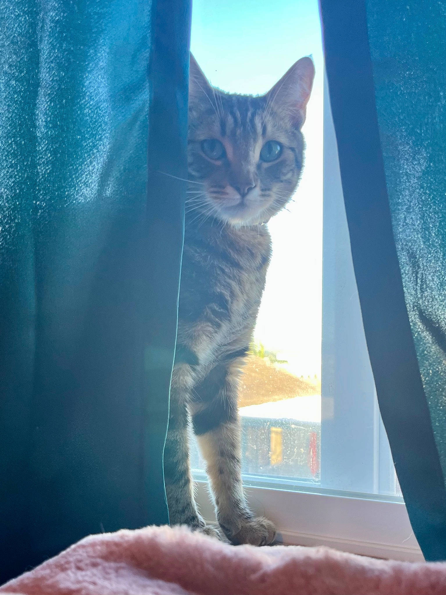Farva is registered to the contest to win money with this photo: carnivore, cat, comfort, curtain, domestic_short_haired_cat, electric_blue, fawn, felidae, fur, human_leg, leg, paw, sky, small_to_medium_sized_cats, snout, tail, tints_and_shades, tree, whiskers, window