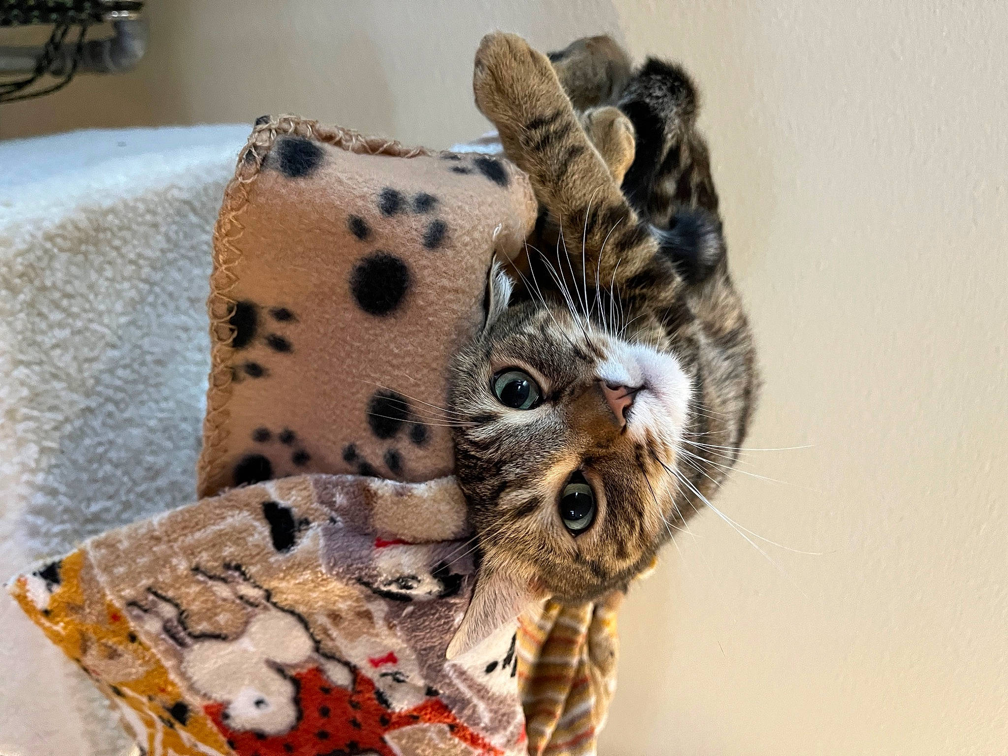 Farva joined the competition — help win amazing prizes! bag, basket, couch, fashion_accessory, fawn, felidae, fur, linens, military_camouflage, pattern, small_to_medium_sized_cats, snout, stuffed_toy, terrestrial_animal, whiskers, wildlife