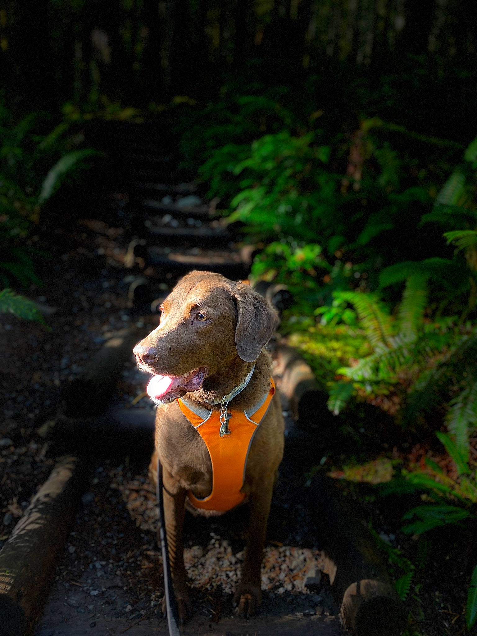 Holly joined the competition — help win amazing prizes! canidae, carnivore, collar, companion_dog, dog, dog_breed, dog_supply, fashion_accessory, forest, jungle, leaf, liver, pet_supply, plant, snout, soil, tail, terrestrial_plant, wood, working_animal