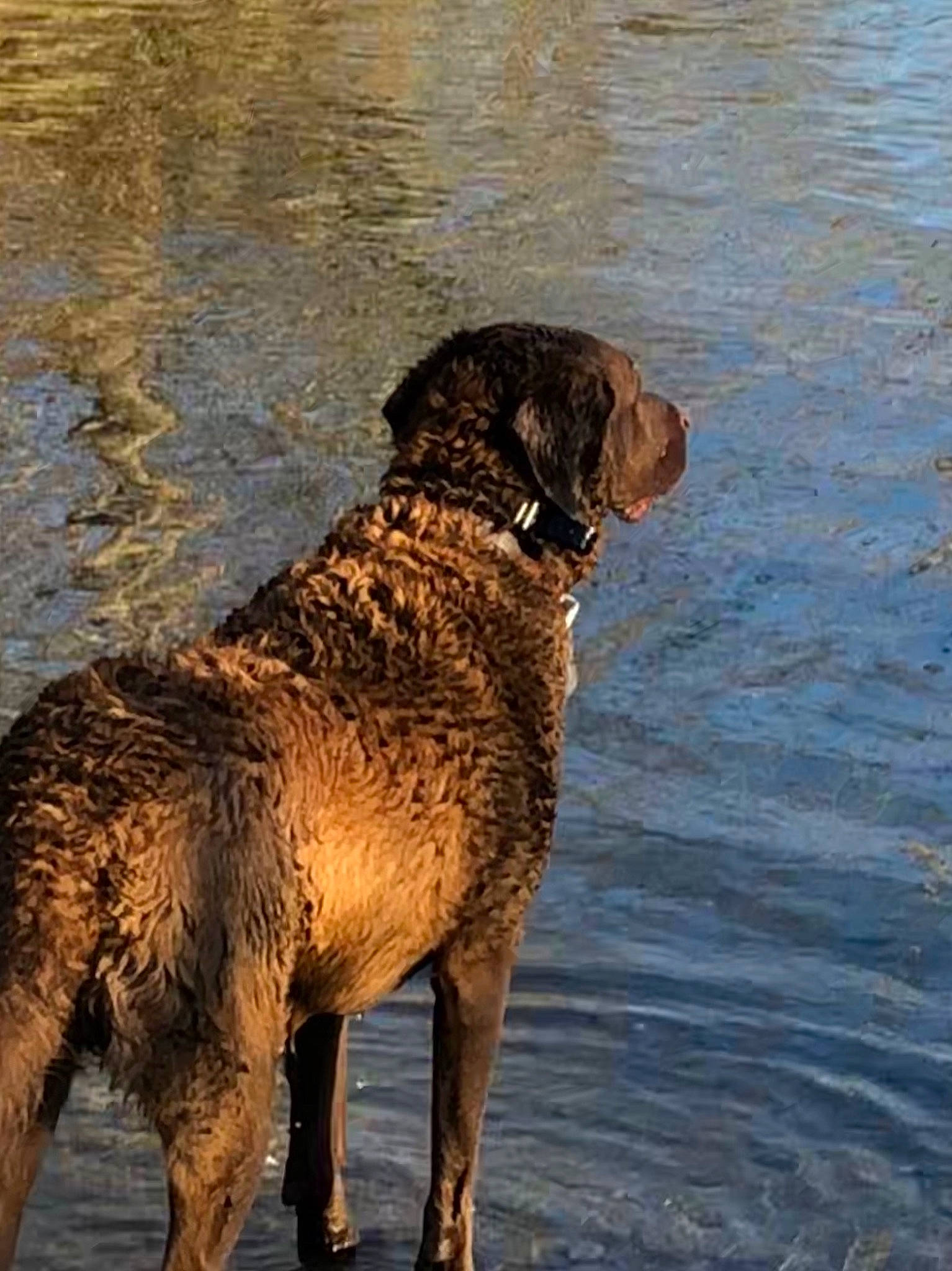 Holly is registered to the contest to win money with this photo: canidae, carnivore, companion_dog, dog, dog_breed, fawn, gun_dog, hunting_dog, lake, liver, snout, sporting_group, tail, terrestrial_animal, water, wildlife, working_animal, working_dog