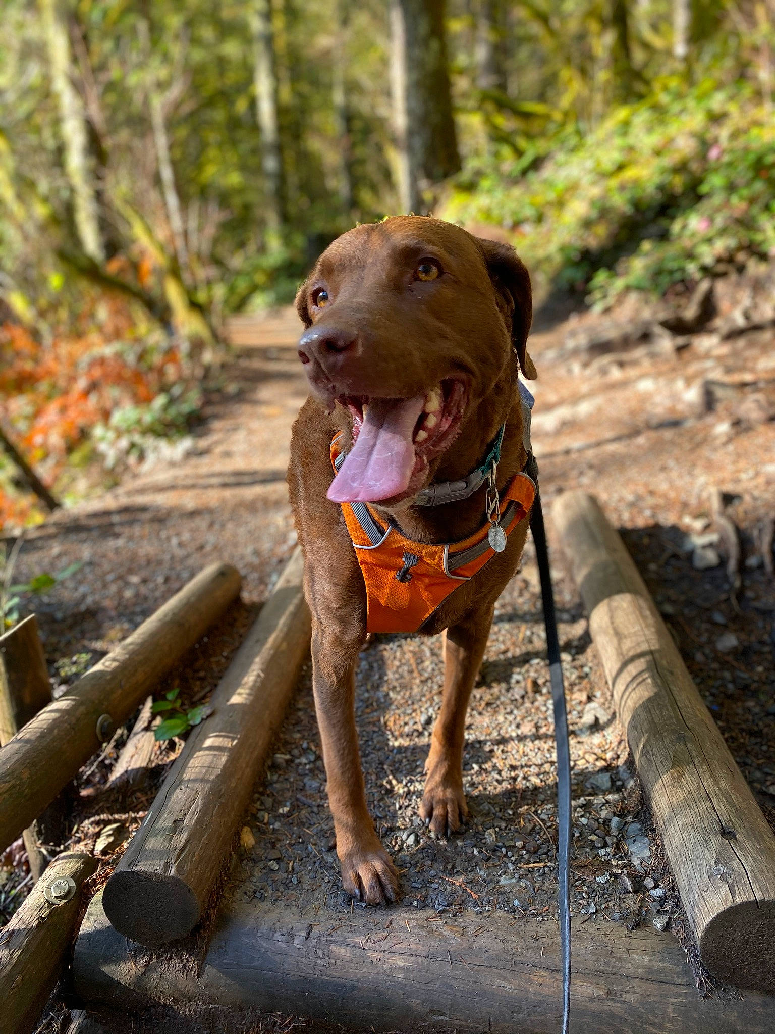 Holly joined the competition — help win amazing prizes! adventure, canidae, carnivore, collar, companion_dog, dog, dog_breed, dog_collar, fawn, forest, hunting_dog, liver, pet_supply, plant, snout, sporting_group, tree, walking, wood, working_animal