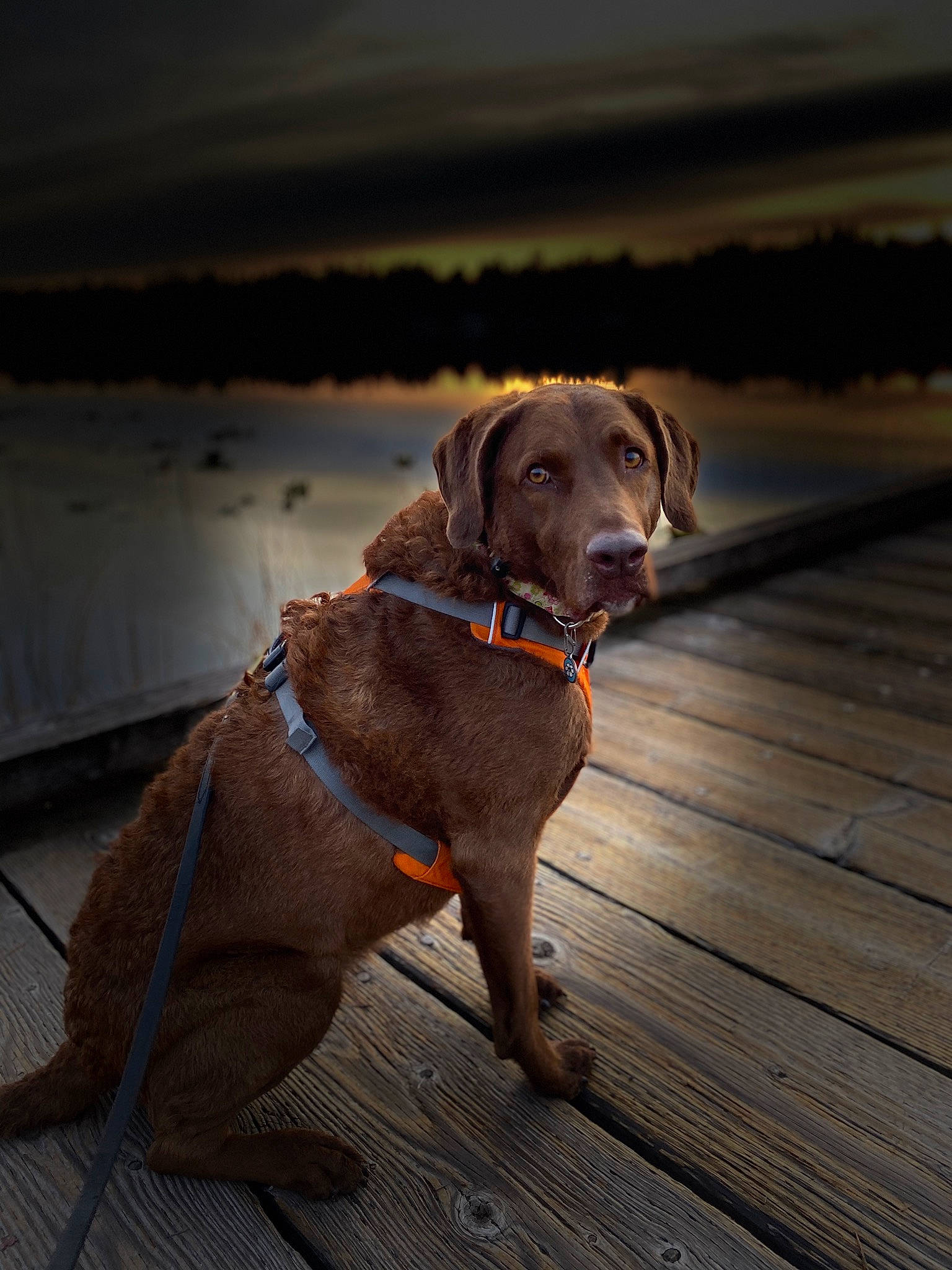 Holly is registered to the contest to win money with this photo: canidae, carnivore, collar, companion_dog, dog, dog_breed, dog_collar, fawn, fireworks, gun_dog, leash, liver, pet_supply, plank, plant, retriever, sporting_group, tail, wood, working_animal