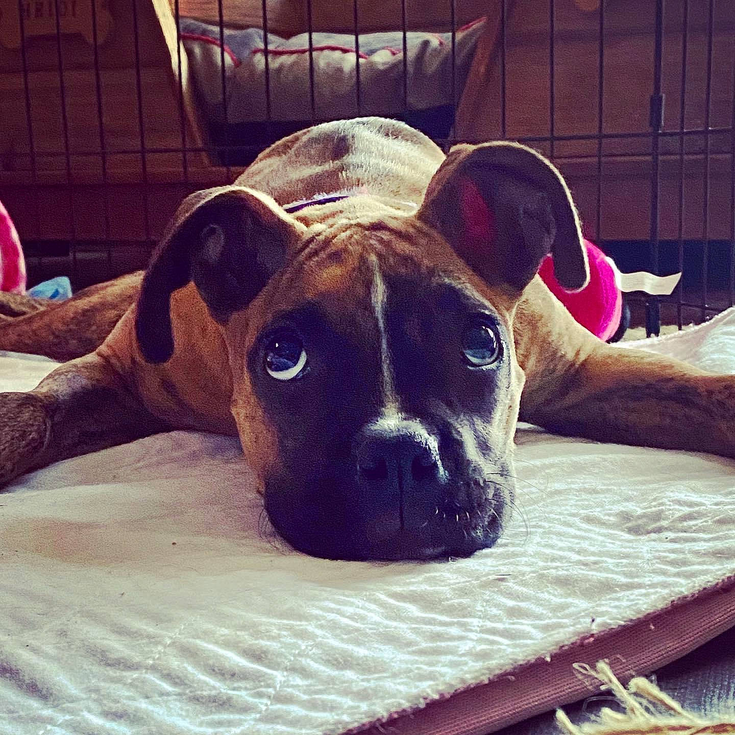 Anka joined the competition — help win amazing prizes! bored, boxer, canidae, carnivore, chair, comfort, companion_dog, dog, dog_breed, dog_supply, ear, fawn, pet_supply, snout, sporting_group, square, whiskers, working_animal, working_dog, wrinkle